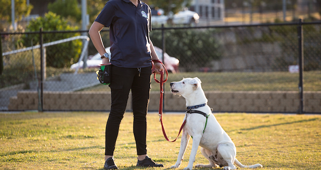 Private Training at School for Dogs Headquarters