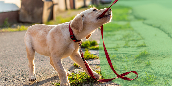 Senior Puppy School